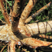 myslím že za to můžou myšky