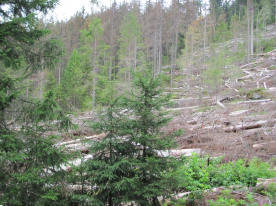 kůrovcová kalamita šumava...