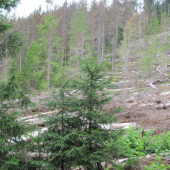 kůrovcová kalamita šumava...