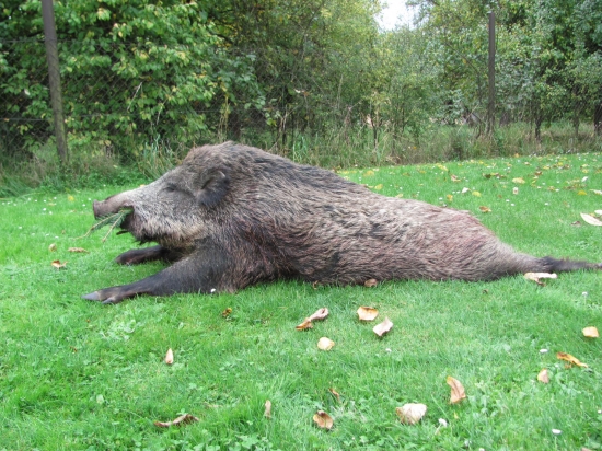 včerejší úspěch