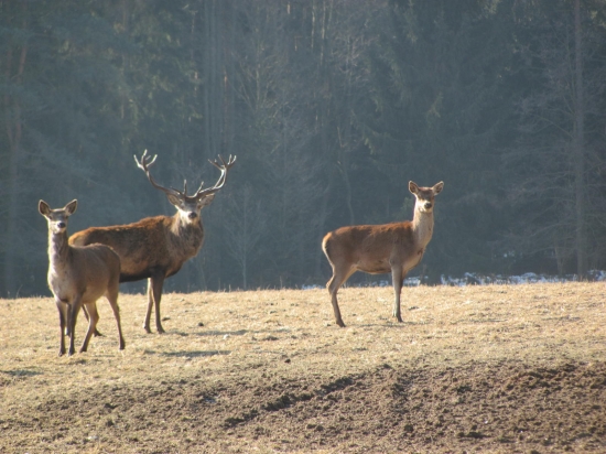 jelení zvěř....