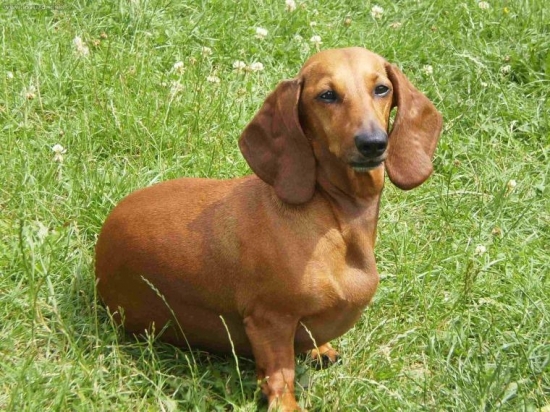 Alma malý pes s velkým srdcem