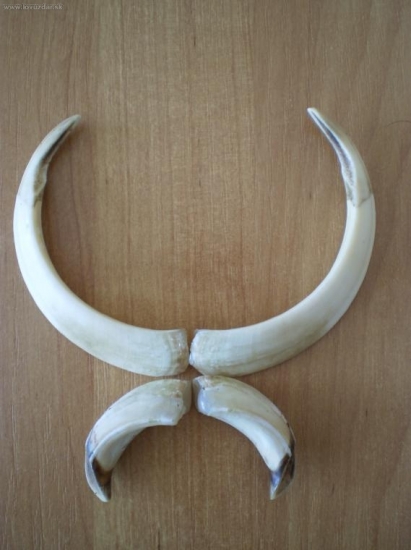 kňourek
