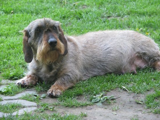 kamarádova fenka v očekávání
