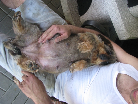 kamarádova fenka v očekávání