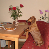 společný nedělní oběd