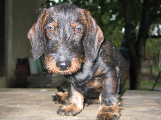 Anir Lasičkina stopa