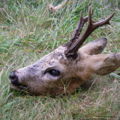 sanitární odstřel