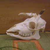 první srnec po preparaci