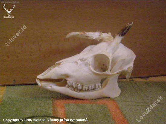 první srnec po preparaci
