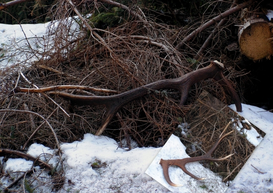 škoda, že iba jeden - 3,3 kg, 197,13 bodov