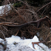 škoda, že iba jeden - 3,3 kg, 197,13 bodov