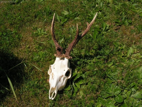 stary pán