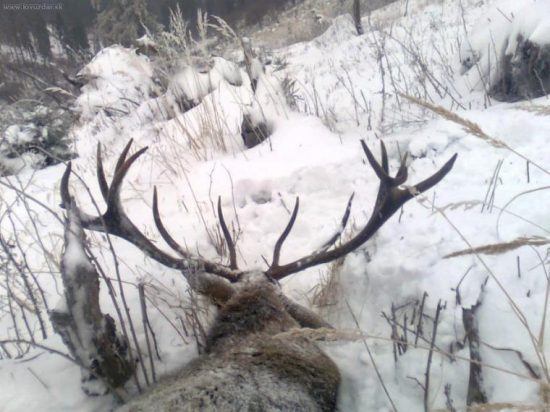 15 ročny jelen 194,76