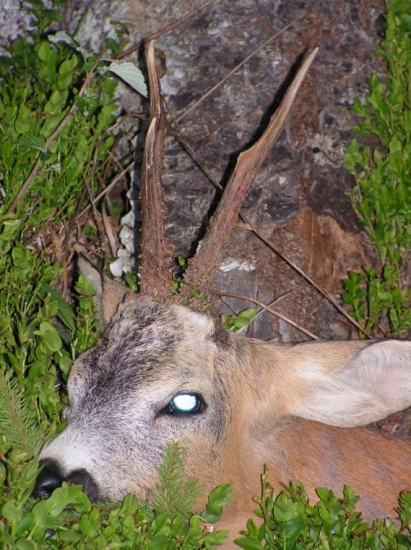 pekny vyrad (5ročny)