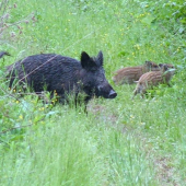 obednajsia vychadzka