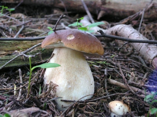 prvé tohoročné (900 m.n.m)