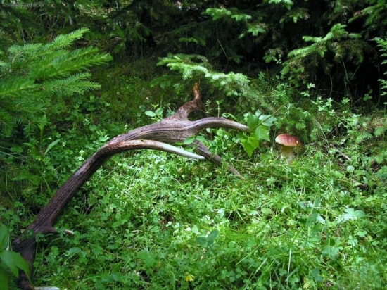 čo všetko sa dá nájisť na hubách