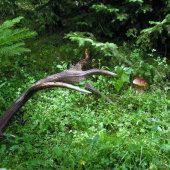 čo všetko sa dá nájisť na hubách