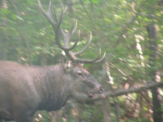 skoro ma prevalcoval