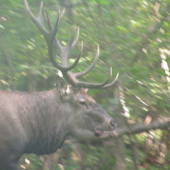 skoro ma prevalcoval