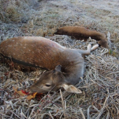 Uspesna ranni cekana...