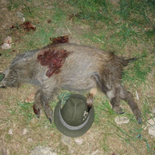 Vitalita cerne zvere...