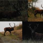 Jeden jelen - ruzny odhad veku...