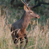 Prosim, jedno foto z profilu...