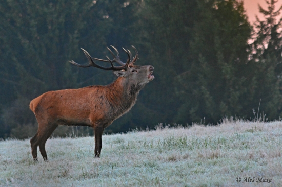 Za mraziveho rana...