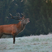 Za mraziveho rana...