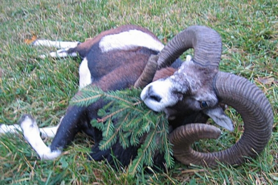 Kamaraduv zivotni...