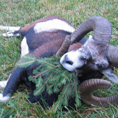 Kamaraduv zivotni...