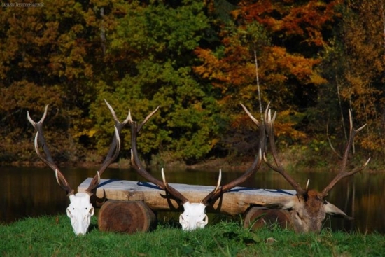 Jeli jsme si pro 2 jeleny z rije a privezli 3...