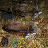 Jednoho podzimniho vecera...