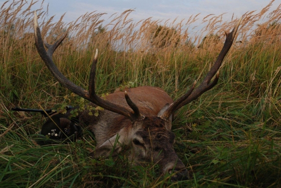Letosni rije - dekuji, Diano...