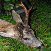 Zivotni nerovny osmerak... (2/2)