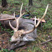Sika