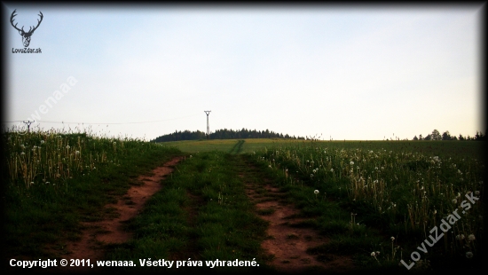 Cesta k lesu...