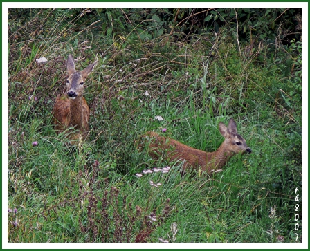f-11