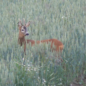 Hm, koľko rokov II?