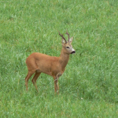 Privábený srnec z posedu na 5 metrov