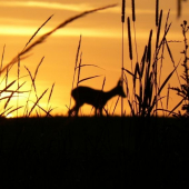 Z minuloročnej srnčej ruje