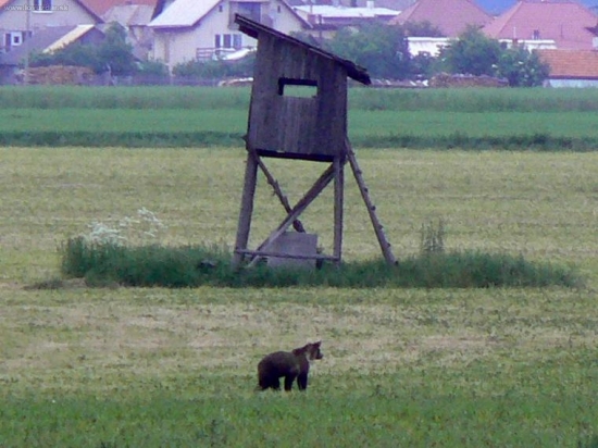 Sleduje sanitku a potom sa proti nej aj rozbehol...