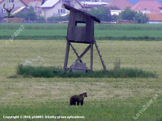 Sleduje sanitku a potom sa proti nej aj rozbehol...