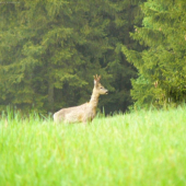 Koľko má tento srnec rokov? Fotené: 13. 05. 2010