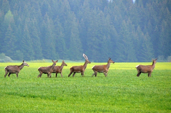 Nádejný... budúci kráľ Liptova...