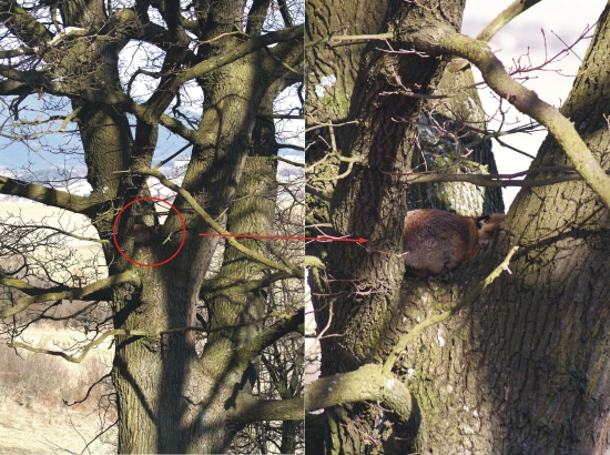 Hádajte čo hniezdi v marci na starom dube v 3,5 m výške?