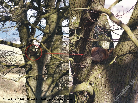 Hádajte čo hniezdi v marci na starom dube v 3,5 m výške?