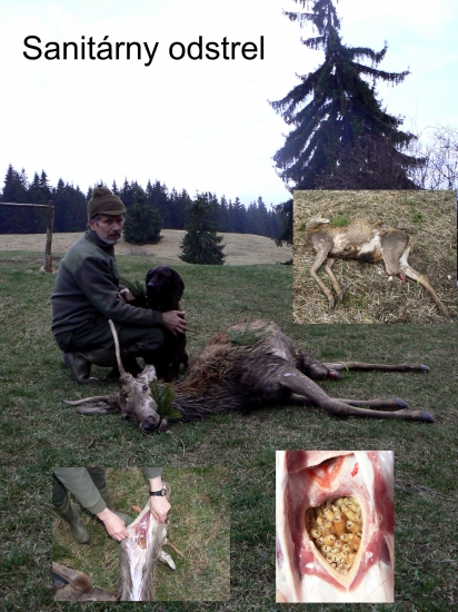 Dohľadávka s Kamošom